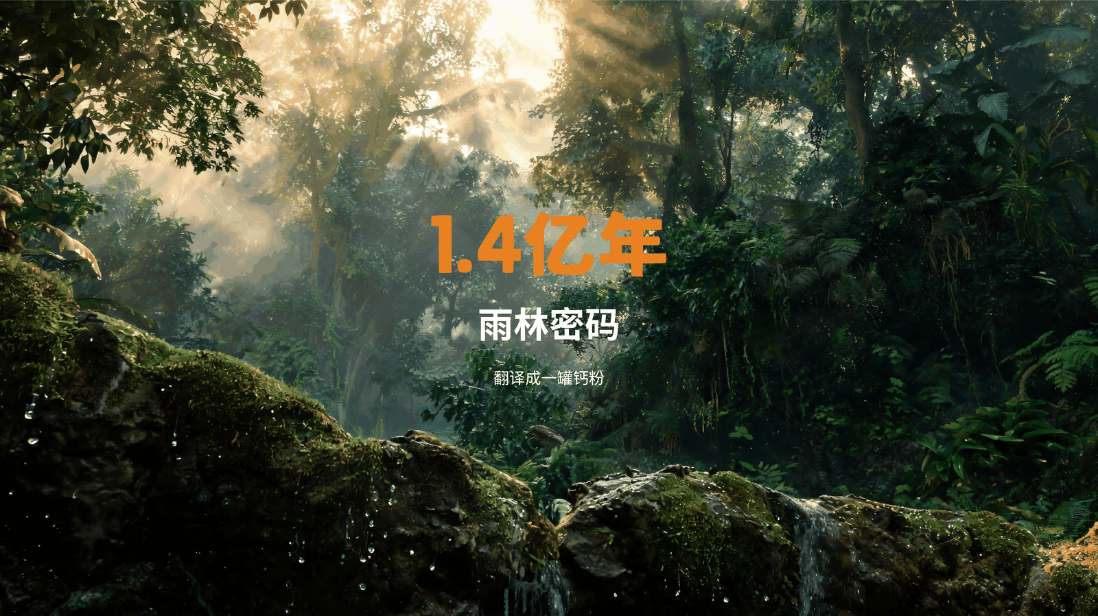 婆罗洲热带雨林